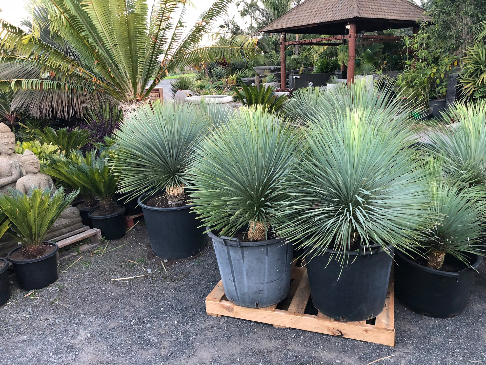 稻草人 Yucca rostrata